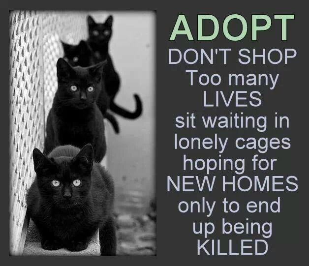 Adopt a Black Animal Opportunity!