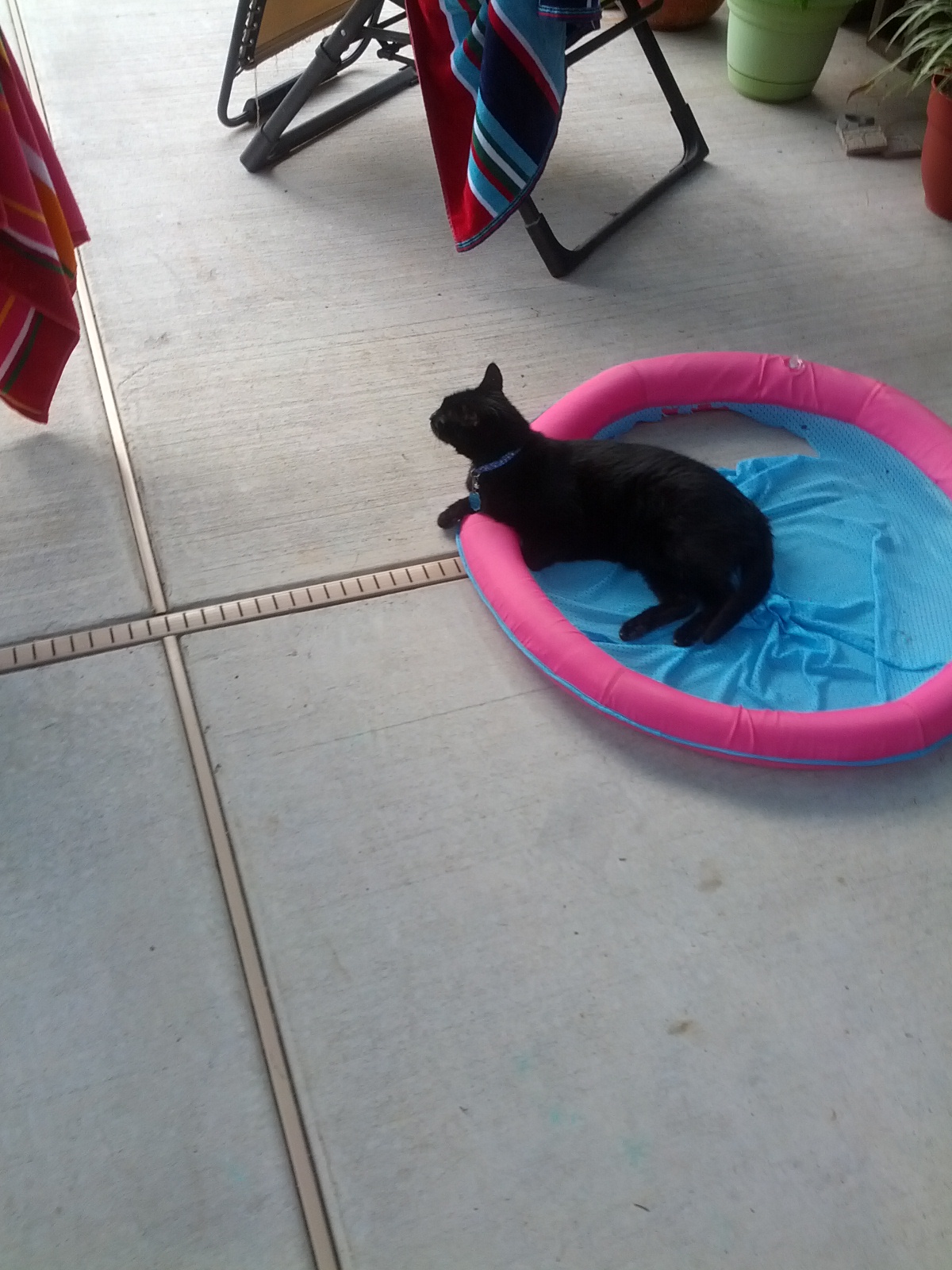 BW on the Catio